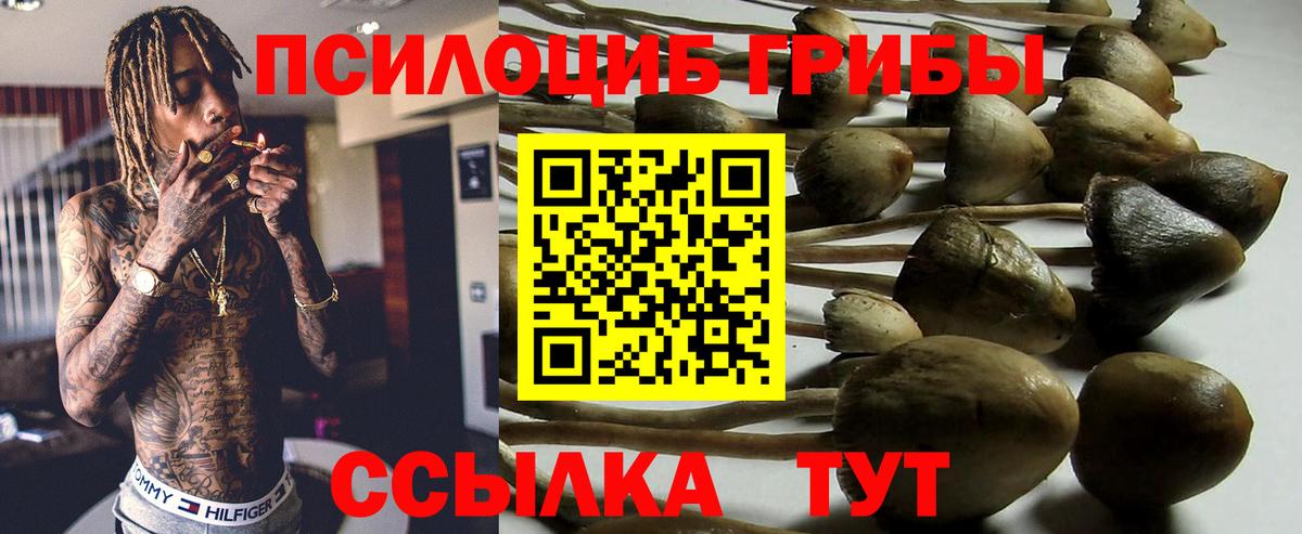 Псилоцибиновые грибы Psilocybine cubensis Фрязино